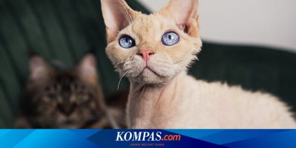 Kucing Ini Kembali ke Rumah 4 Hari Setelah Dinyatakan Meninggal dan Dikremasi, Pemiliknya Terkejut