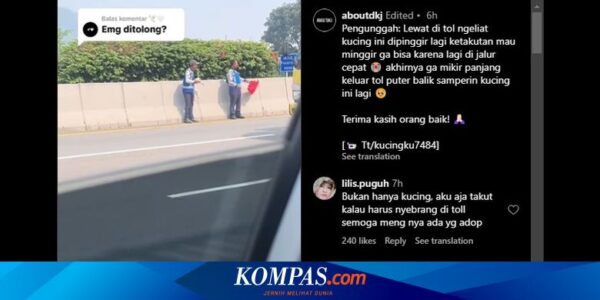 Kucing Liar di Jalan Tol Bisa Sebabkan Kecelakaan