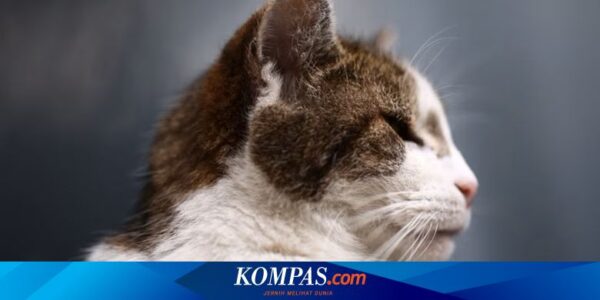 Larry Si Kucing Downing Street Dapat “Saingan” Baru dari Rusia