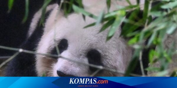 Panda Ri Ri dan Shin Shin Dipulangkan ke China, Ribuan Orang Menitikkan Air Mata di Kebun Binatang Tokyo 