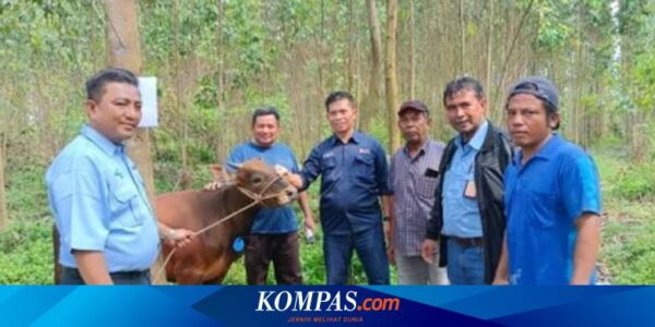 Semarakkan Idul Adha, Sinar Mas Sumbang Ratusan Hewan Kurban