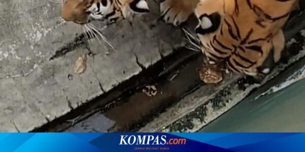 Viral Video Anak Kucing Terjebak di Kandang Harimau Kebun Binatang Johor, Bagaimana Nasibnya?