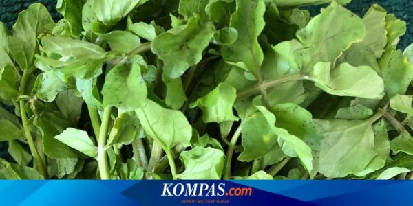 Apa Manfaat dari Selada Air? Berikut 10 Daftarnya…