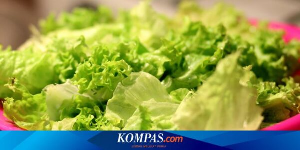 Apa Manfaat Selada untuk Kesehatan? Berikut 5 Daftarnya…