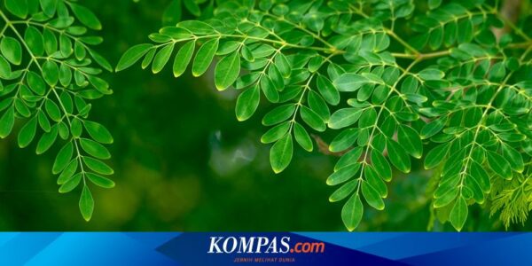 Apakah Boleh Mengonsumsi Daun Kelor Setiap Hari? Ini Penjelasannya…