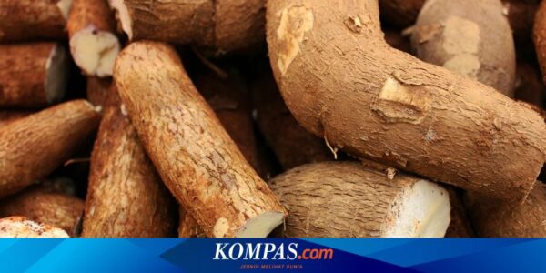 Apakah Singkong Tinggi Protein? Berikut Penjelasannya…