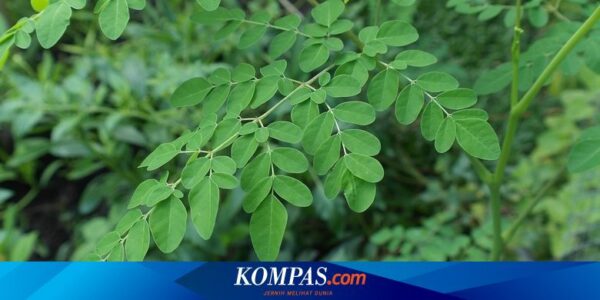 Bagaimana Cara Mengonsumsi Daun Kelor yang Benar? Ini Penjelasannya…