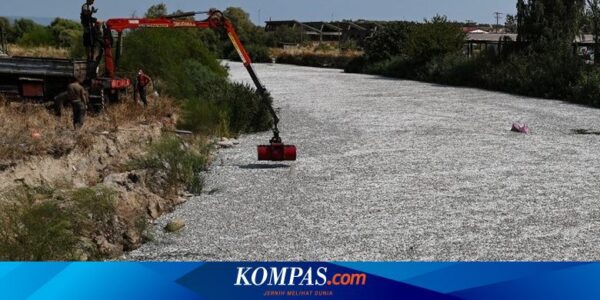 Banjir Ikan Mati Bikin Kota di Yunani dalam Keadaan Darurat