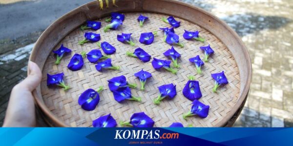 Bunga Apa Saja yang Bisa Dijadikan Obat? Berikut 9 Daftarnya