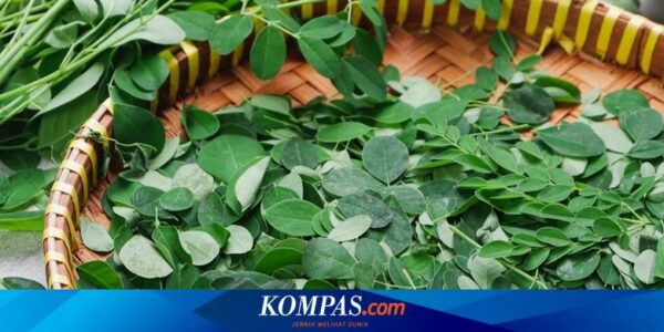 Daun Kelor untuk Mengobati Penyakit Apa? Berikut 10 Daftarnya…