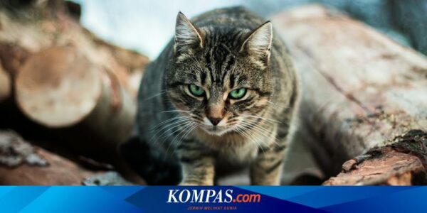 Jumlah Kucing Terlantar di Inggris Melonjak Lebih dari 30 Persen