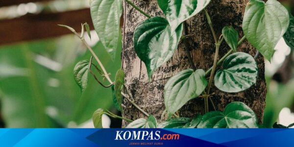 Rebusan Daun Sirih Bisa Mengobati Penyakit Apa Saja? Ini 9 Daftarnya…