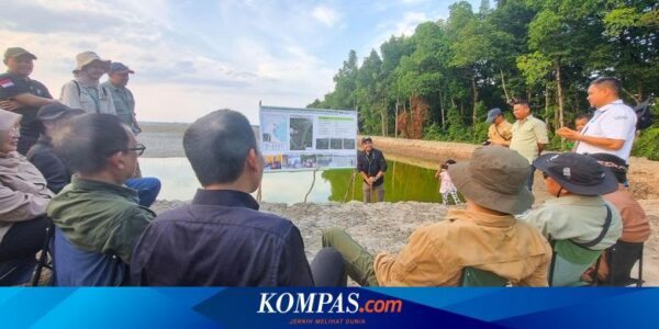 Rehabilitasi Mangrove di Kaltara, Upaya Pemerintah Jaga Pantai dan Bantu Perekonomian Masyarakat