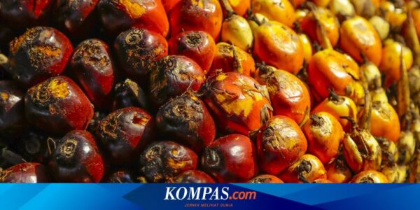 Riset yang Didanai BPDPKS Diyakini Jadi “Problem Solving” Industri Sawit