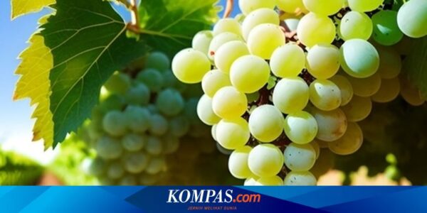 Thailand dan Malaysia Selidiki Anggur Muscat yang Mengandung Residu Kimia